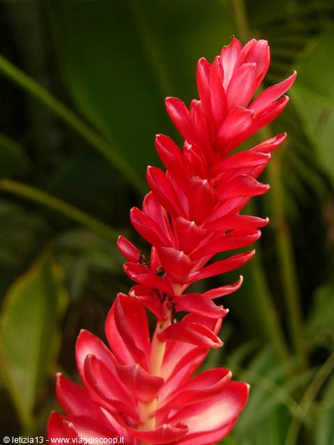 Chamarel
