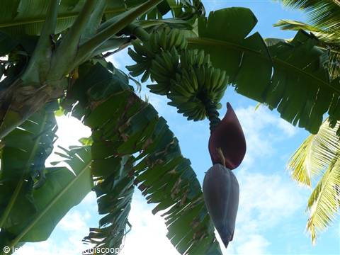 Belle Mare - Banano