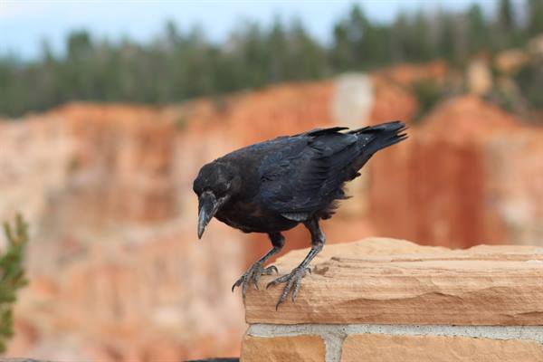 Bryce Canyon NP