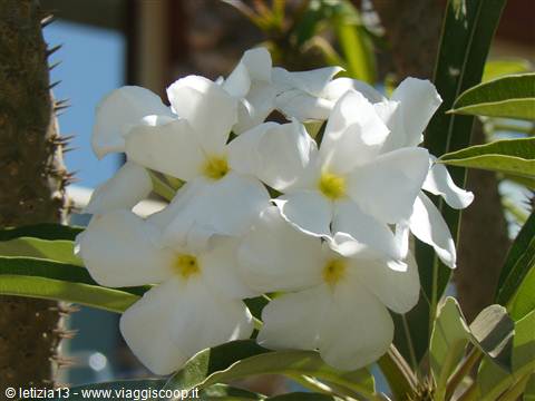 Fiori al Terrou-Bi