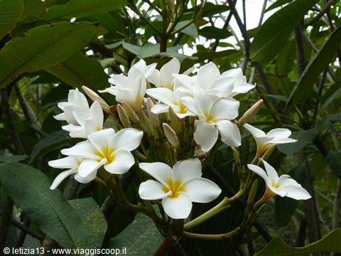 Frangipani