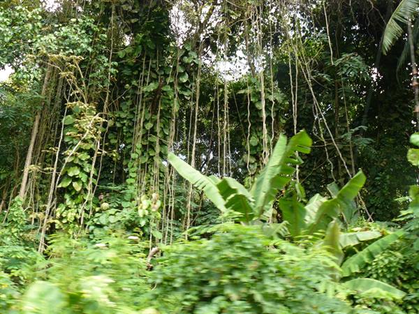 Vegetazione lussureggiante nell'interno