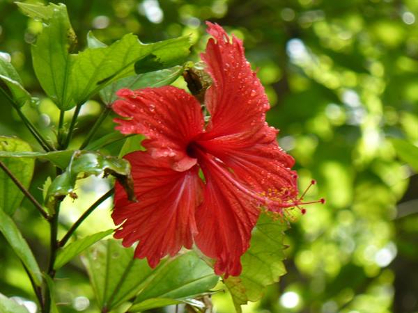 Fiori d'Hibiscus