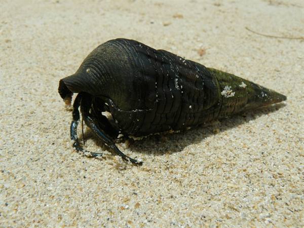 Anse a La Mouche