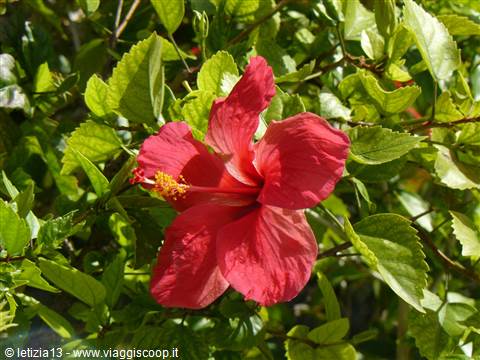 SkyBlue GuestHouse - Il nostro giardino