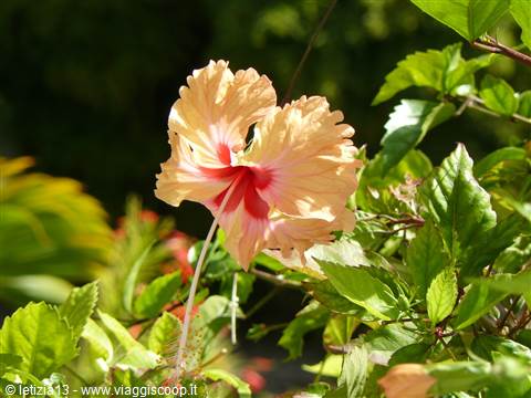 SkyBlue GuestHouse - Il nostro giardino