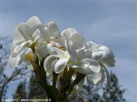 SkyBlue GuestHouse - Il nostro giardino
