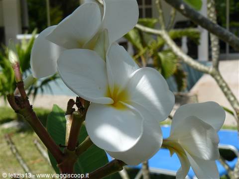 SkyBlue GuestHouse - Il nostro giardino