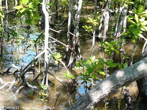 Curieuse Island