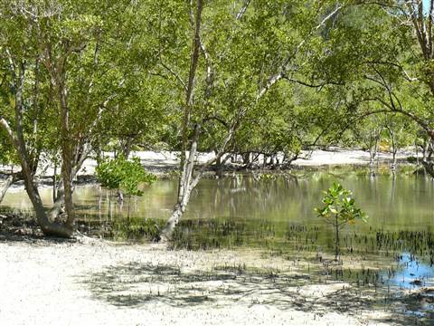 Curieuse Island