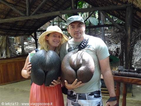 Vallée de Mai - Il coco de mer