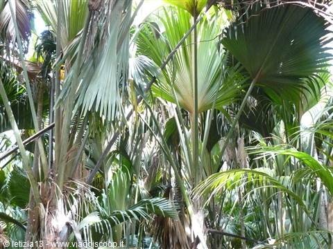 Vallée de Mai