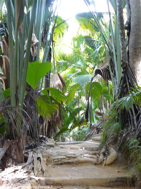 Vallée de Mai