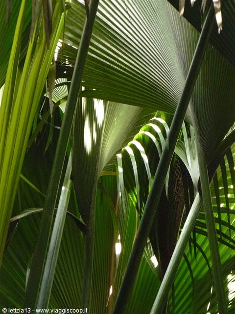 Vallée de Mai