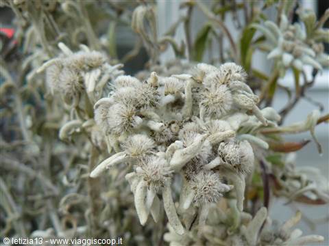 Heilingenblut - Edelweiss