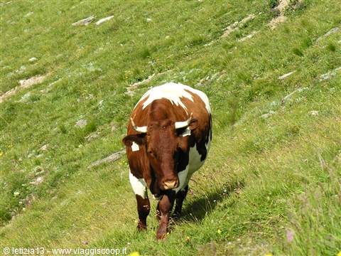 Grossgloktner Alpenstrasse