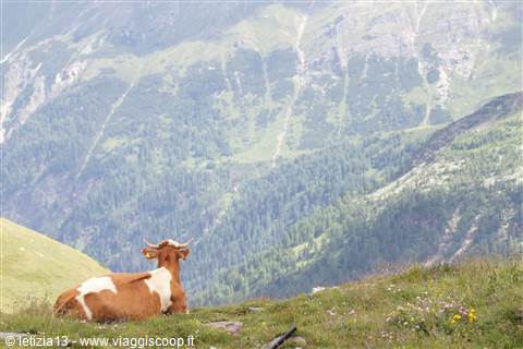 Grossgloktner Alpenstrasse