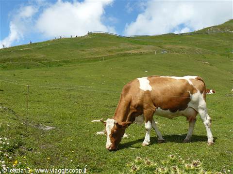 Grossgloktner Alpenstrasse