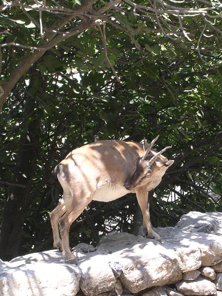 Gole di Samaria