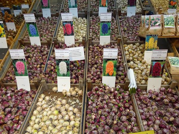 Amsterdam - Il mercato galleggiante