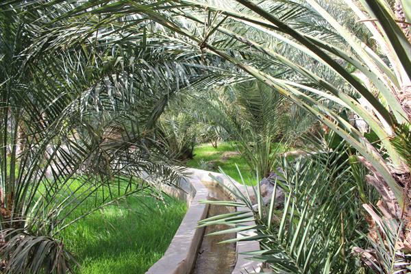 Un ruscello sussurra tra le palme: qui il tempo rallenta.