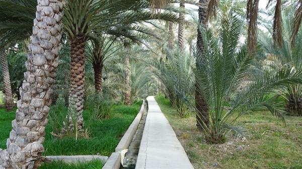Camminando tra le palme, il silenzio dell'oasi riempie il cuore.