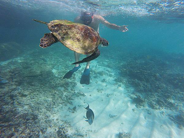 Nuotare accanto a una tartaruga: il mare ci ha regalato un sogno.