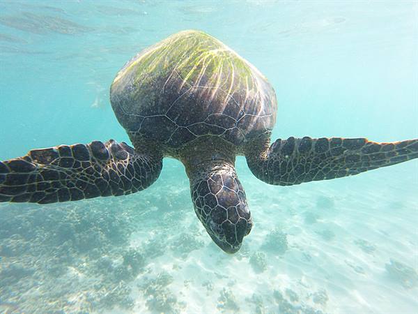 Insieme a lei, il tempo sott'acqua ha smesso di correre.