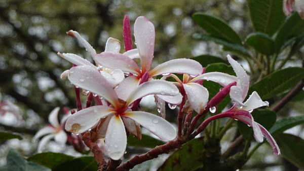 Fiori di frangipani bagnati dalla pioggia: un profumo di viaggio che resta nel cuore.