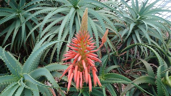 L'aloe fiorita, un sorriso corallo nel cuore della serra.