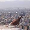 Atene - Panorama dall'Acropoli GRECIA 