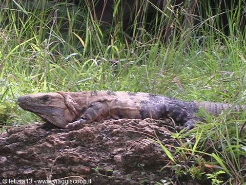 Iguana a Chichen Itza