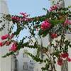 Vejer de la Frontera SPAGNA 
