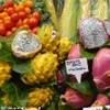 Barcellona - Mercato della Bouqueria SPAGNA 