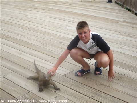 Attenti all'iguana!!!!!!!!!!!!!!!!!!!!