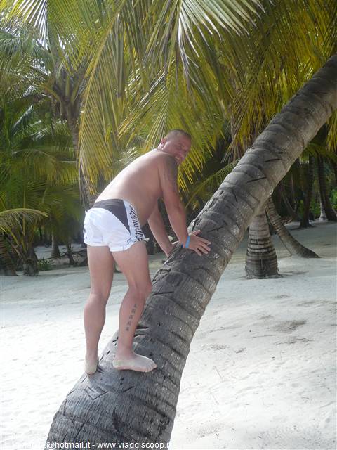 le palme.........