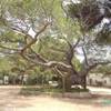 IL FAMOSO ALBERO ,NELLA CASA DI GARIBALDI............. ITALIA 