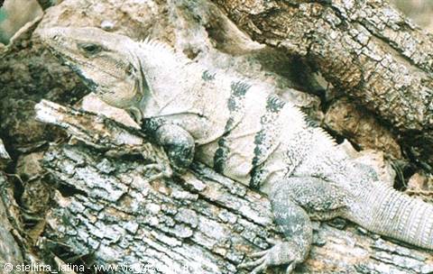 Iguana