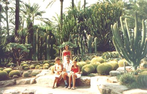 elche: huerto del cura