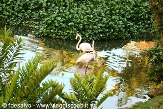 chavon: fenicotteri rosa