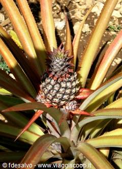 chavon: ananas