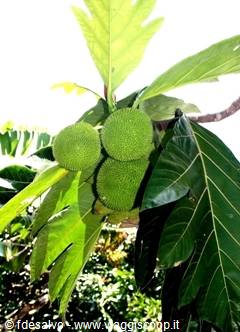 chavon: albero del pane