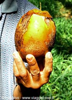 chavon: immancabile cocco
