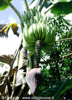 chavon: banane