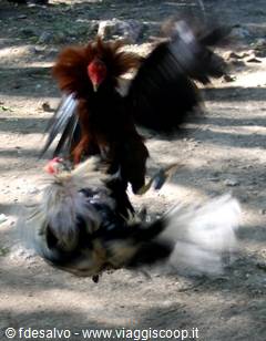 chavon: combattimento galli 2