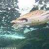 Cret@quarium GRECIA 
