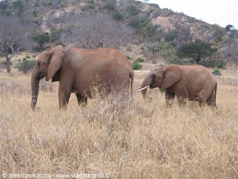 Elefanti - Parco Tsavo East