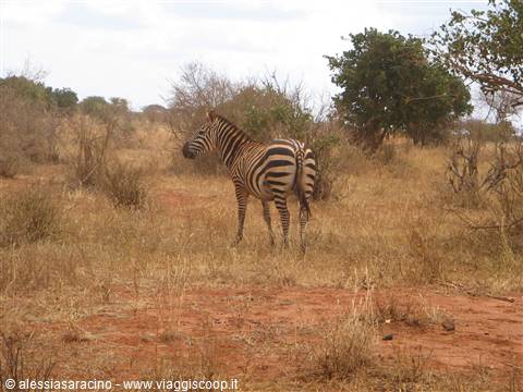 Zebra - Parco Tsavo East
