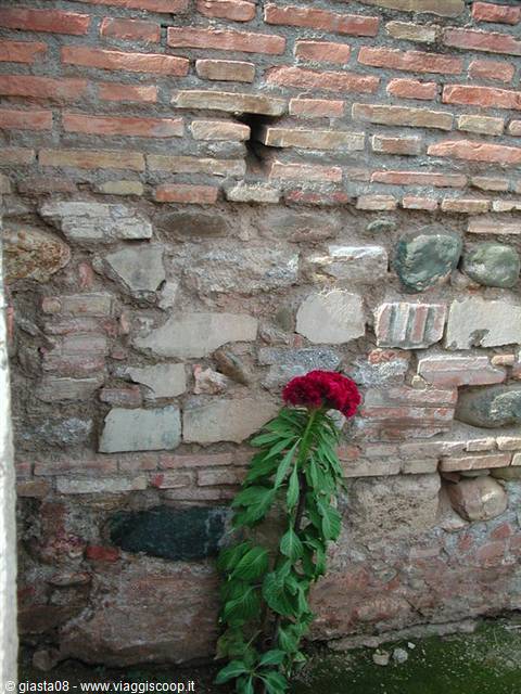 fiorte rosso di velluto- giardino di Alhambra