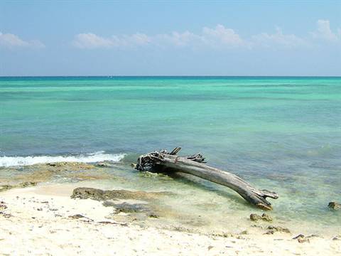 Playa del Carmen-tronco